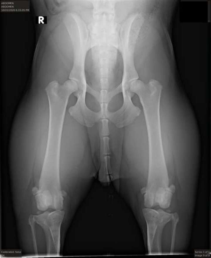 What is OFA hip certified?
