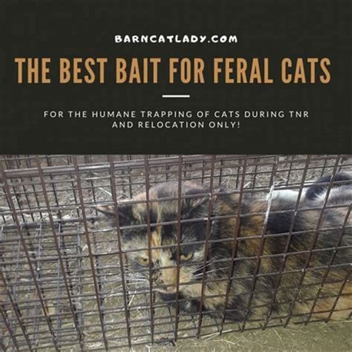 What is the best bait to trap a cat?