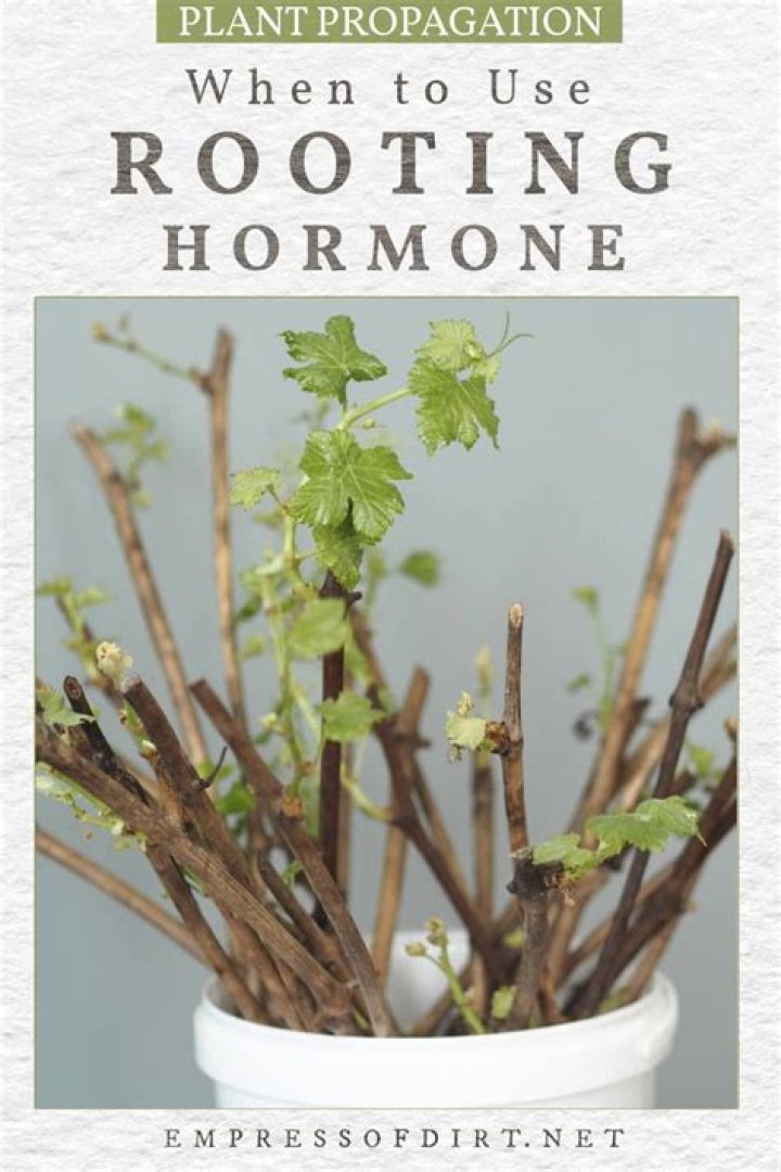 What is the best rooting hormone?