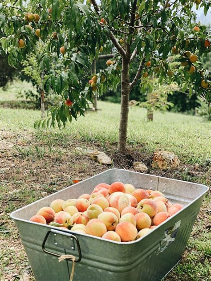 What is the best time to plant a peach tree?