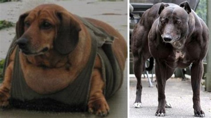 What is the fattest dog ever?