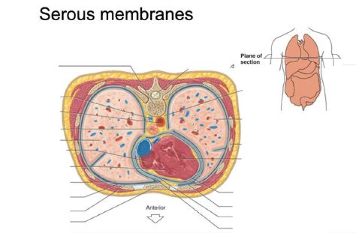What is the function of serous membranes quizlet?