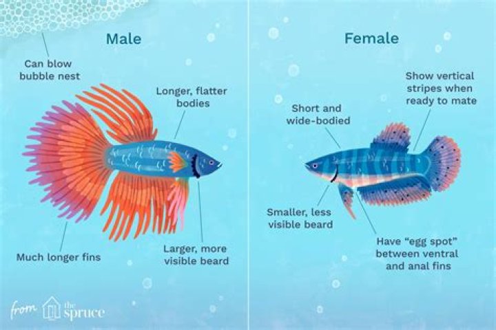 What is the maximum size of fighter fish?