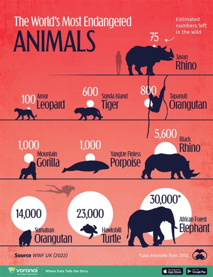 What is the most endangered animal?