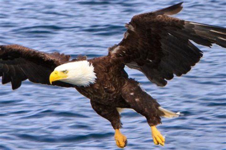 What is the Muppet Eagle name?