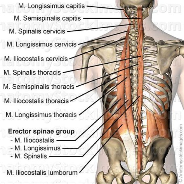 What is the muscle that runs along the spine?