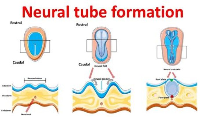 What is the neural tube formed from