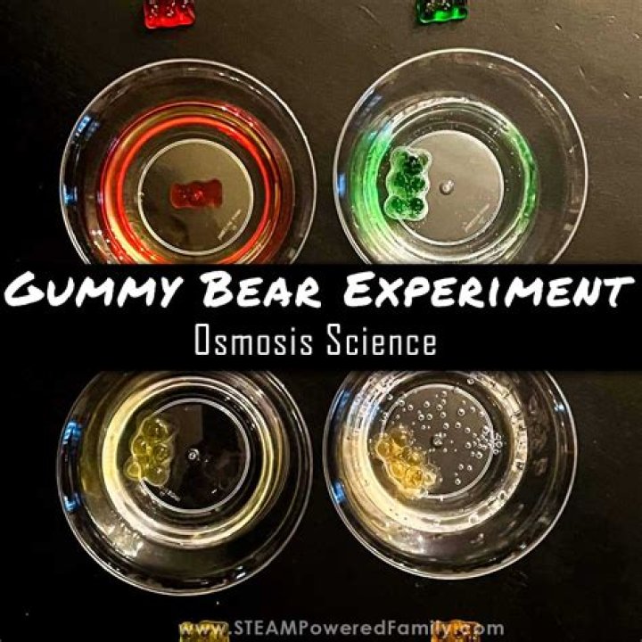 What is the purpose of the gummy bear experiment