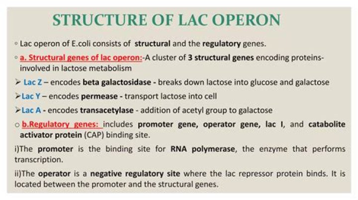 What is the ultimate purpose of the three structural genes of the lac operon