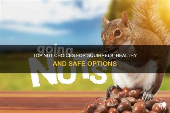 What kind of nuts are best for squirrels?