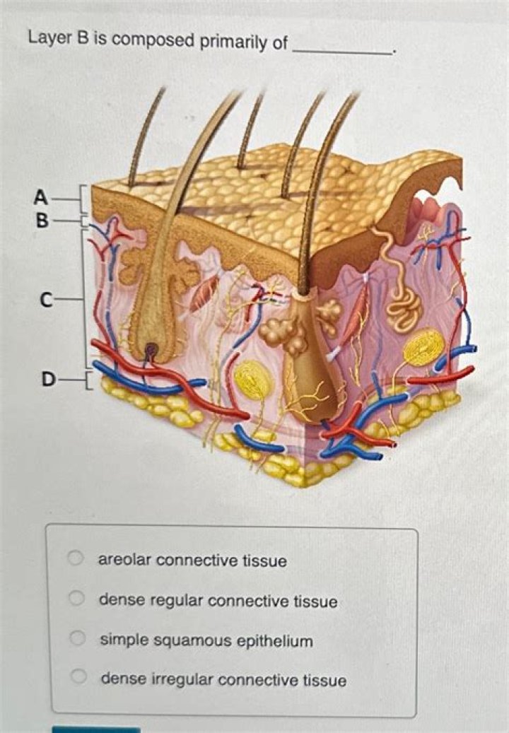 What layer of the skin is composed of loose areolar connective tissue?