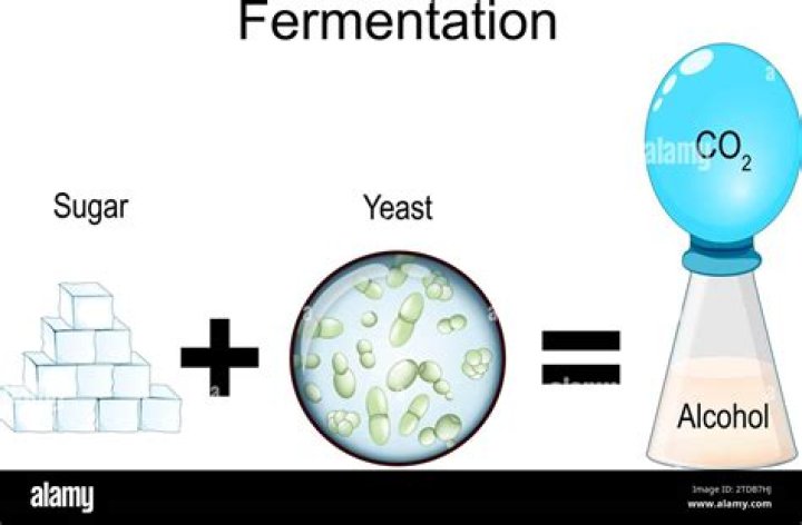 What organisms go through alcoholic fermentation