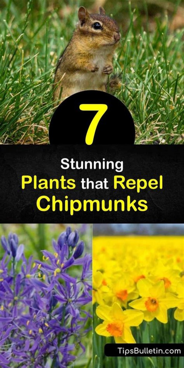 What plants keep chipmunks away?