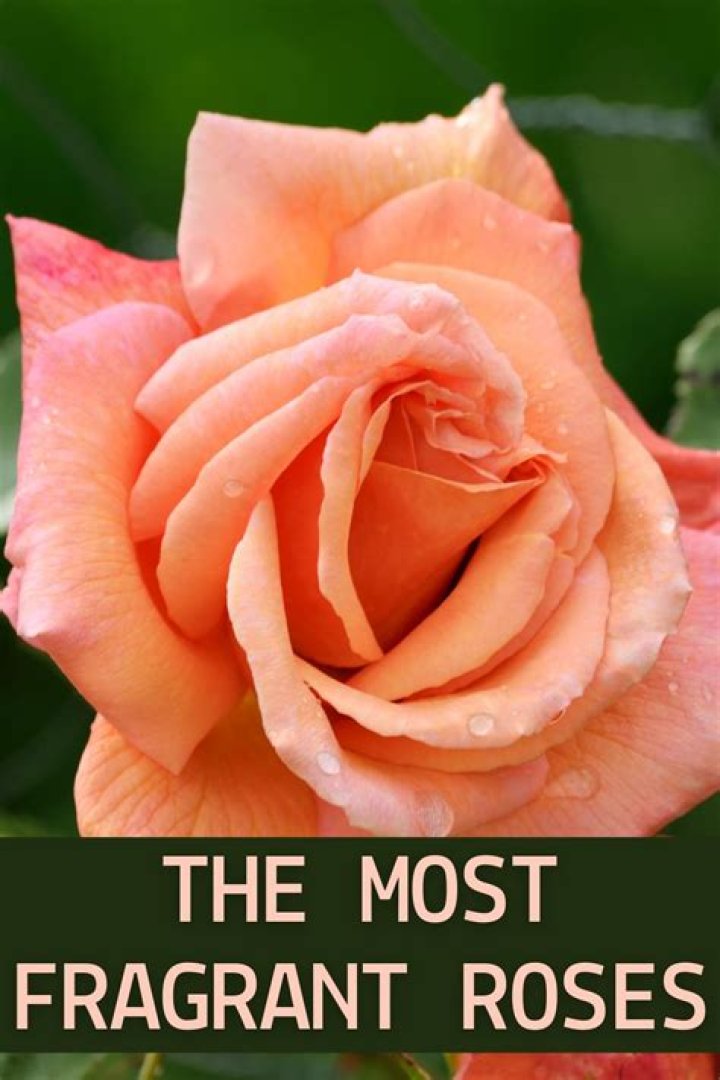 What roses are the most fragrant