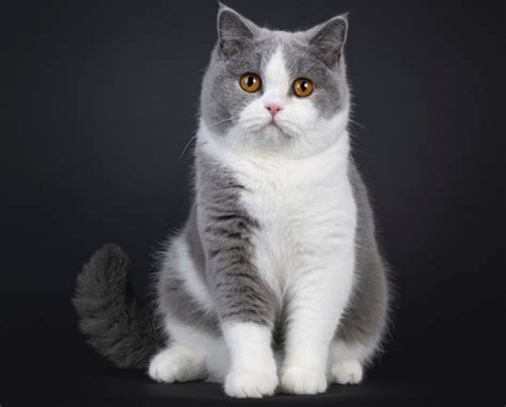 What should I name my British Shorthair?