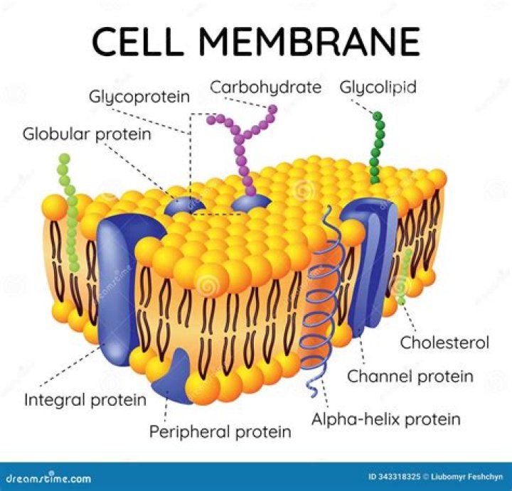 What type of membrane protein is ankyrin?