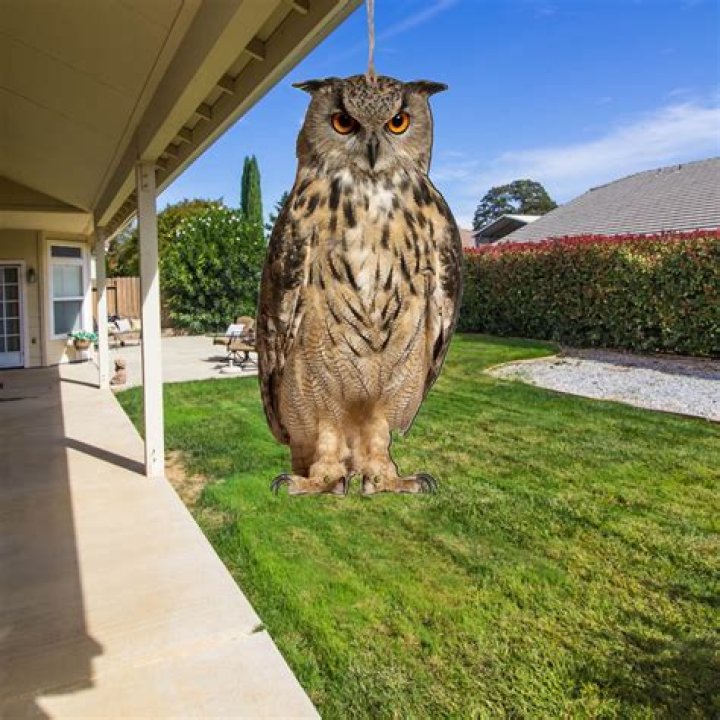 What will a fake owl scare away