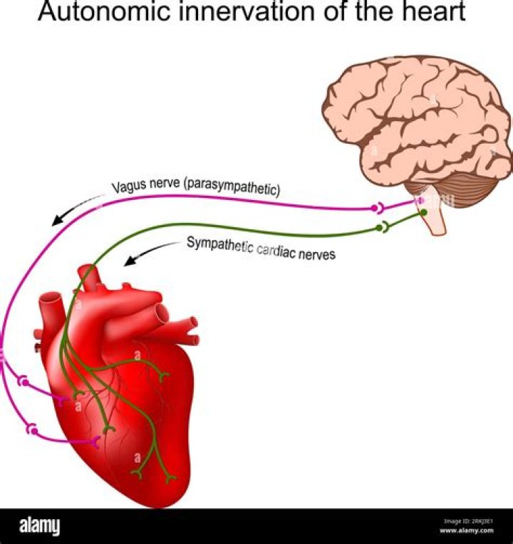What would be the effect on the heart of the vagus nerve were cut?