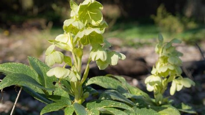 What zone are hellebores? | ContextResponse.com