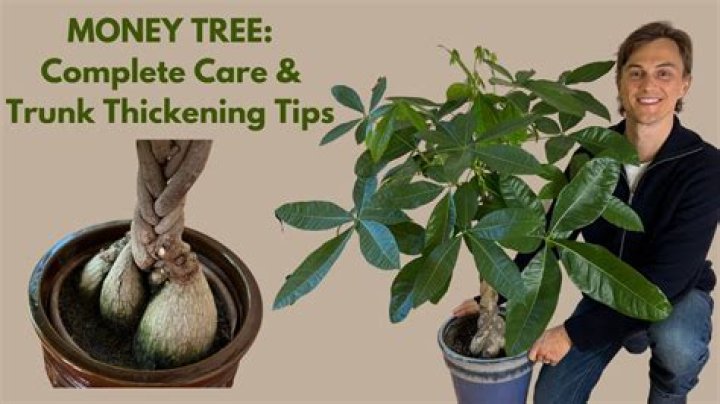 When can I transplant a money tree?