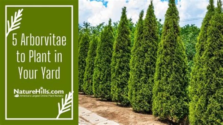 When should you plant arborvitae trees?