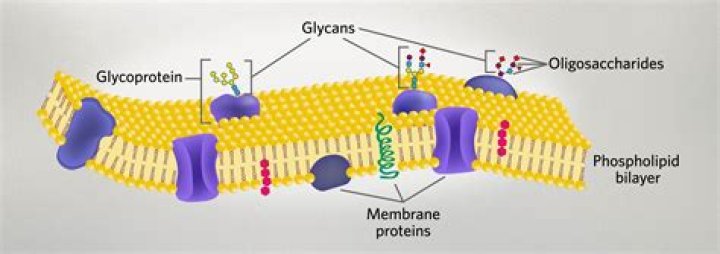 Where are glycoproteins found?