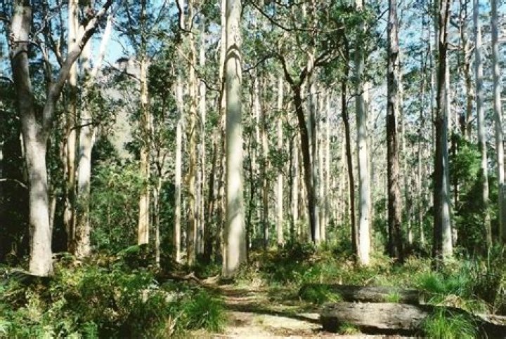 Where are gum trees found in Australia
