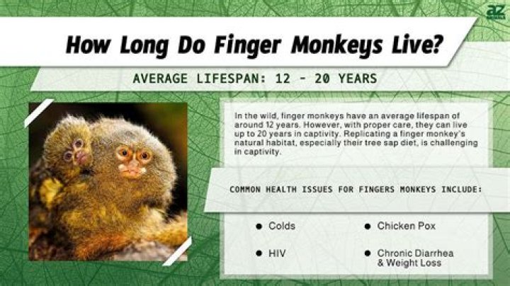 Where can you find a finger monkey?