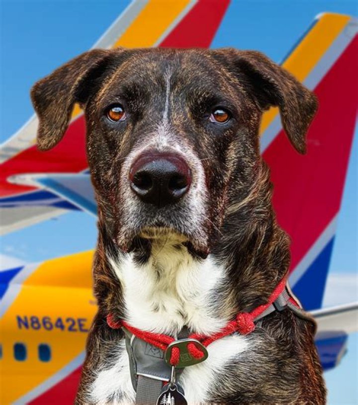 Where do large service dogs sit on a plane?