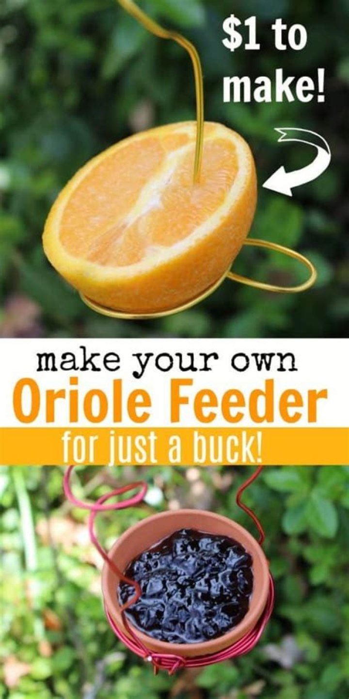 Where do you place an oriole feeder?
