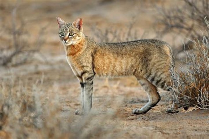 Where does the Arabian Wildcat live?