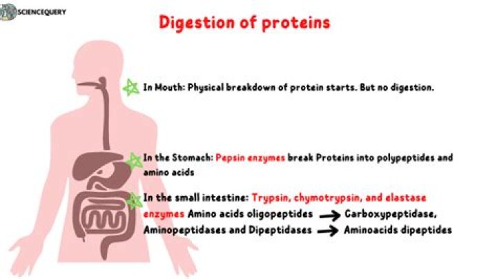 Where does the digestion of fats take place?