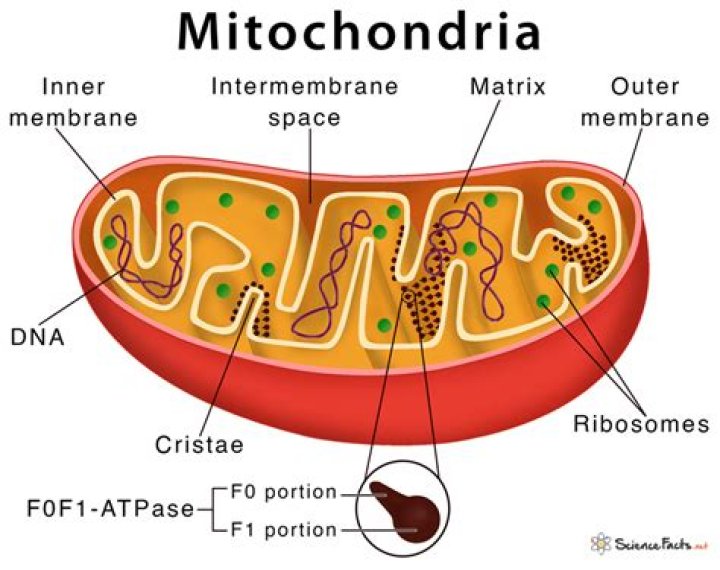 Which enzymes are present in mitochondria?