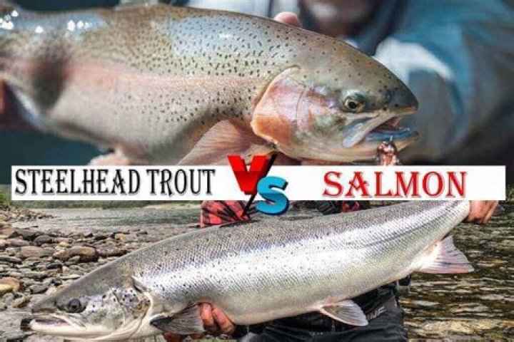 Which is better steelhead or salmon?