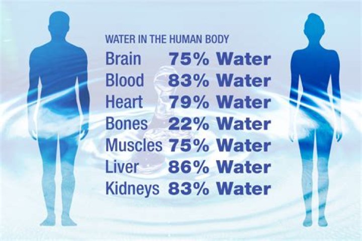 Which of the following makes up about 60 percent of the body's weight?