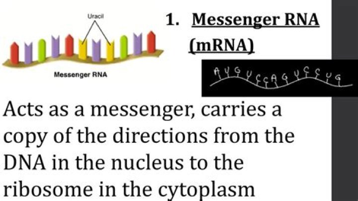 Which RNA carries genetic information from nucleus to cytoplasm