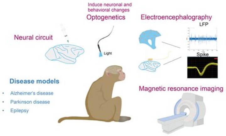 Who discovered optogenetics? | ContextResponse.com