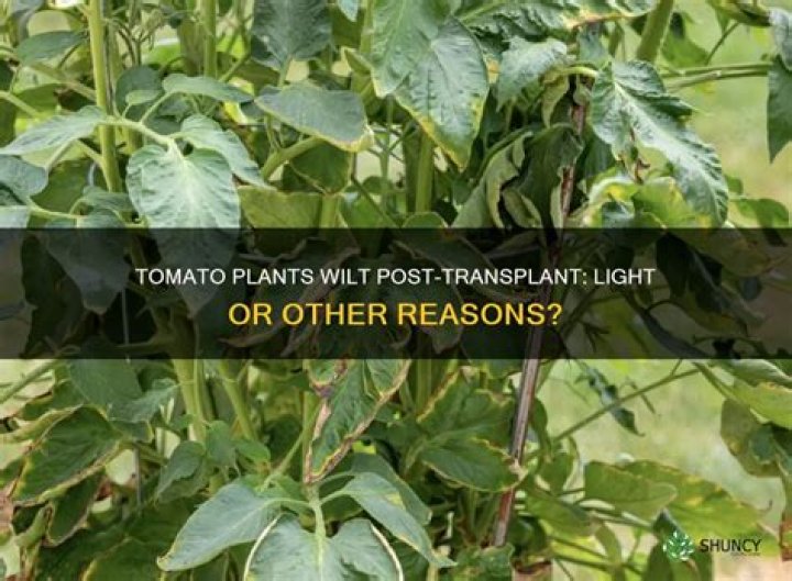 Why are my tomato plants wilting after transplant?