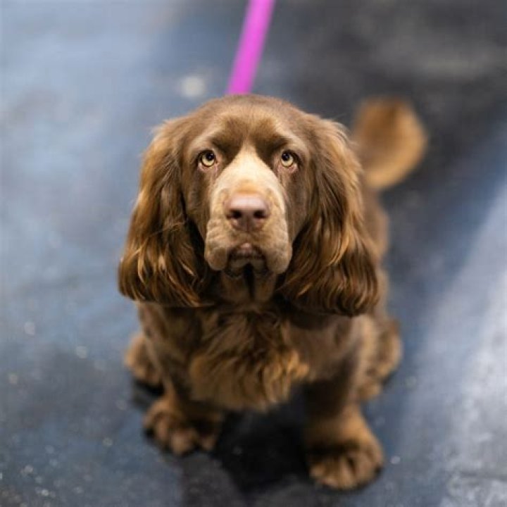 Why are spaniels used as sniffer dogs?
