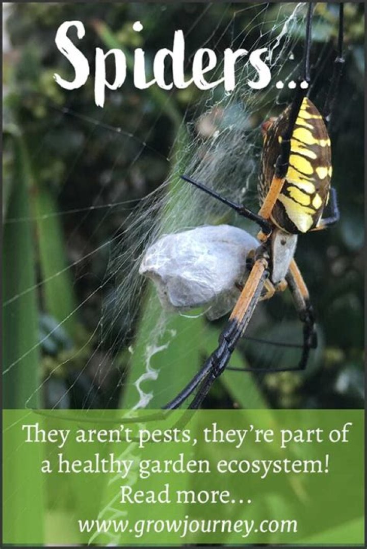 Why are spiders good?