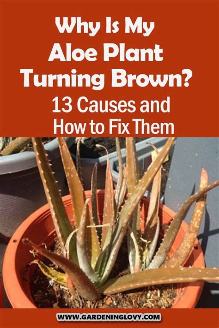 Why are the tips of my aloe vera plant turning brown