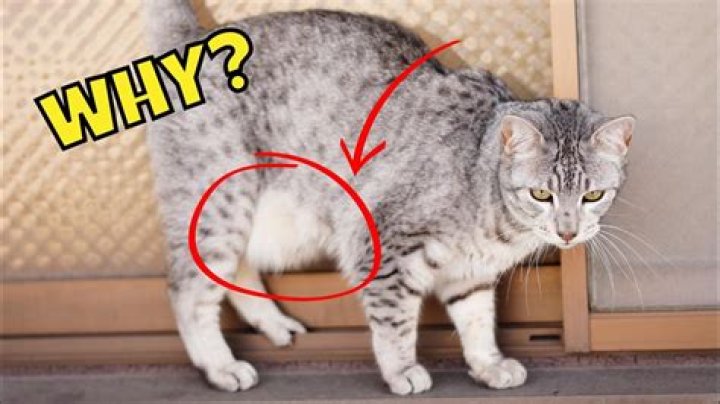 Why do cats get agitated when you touch their bellies?