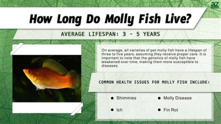 Why do mollies die? | ContextResponse.com