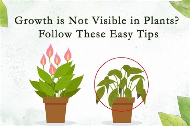 Why do my plants not grow