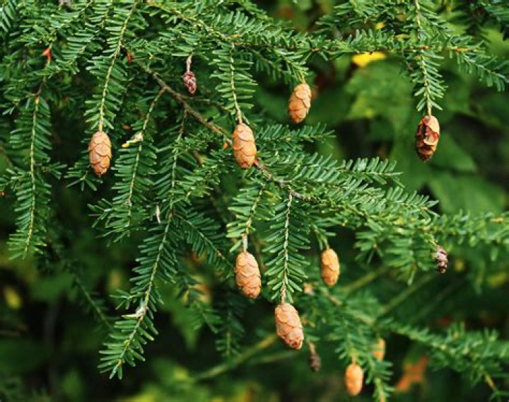 Why is my Canadian hemlock turning yellow?