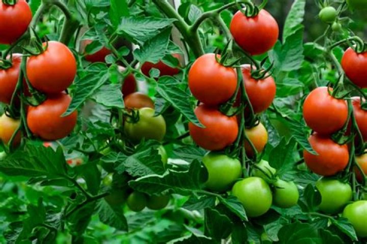 Why is my tomato plant not fruiting?