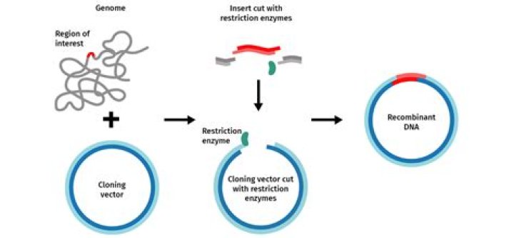 Why is PCR often used prior to cloning a gene in cells