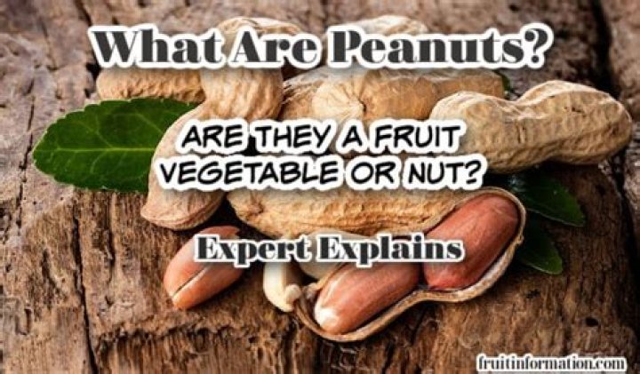 Why is peanut a fruit?