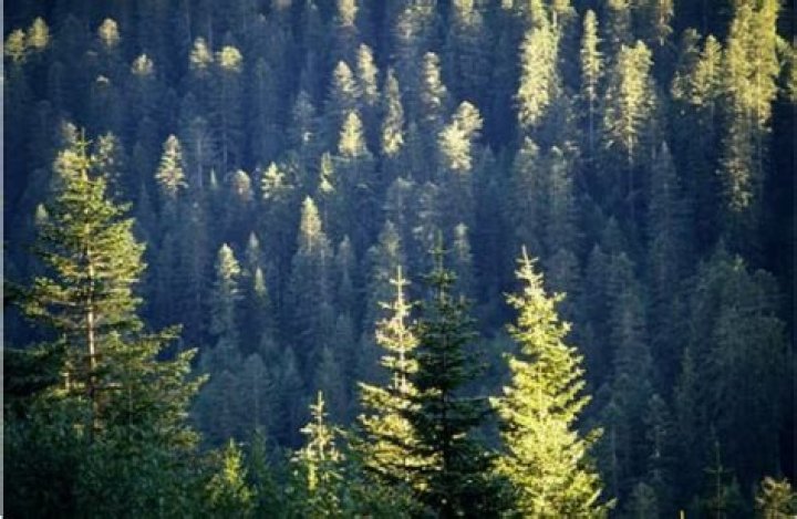 Will deer eat evergreen trees?