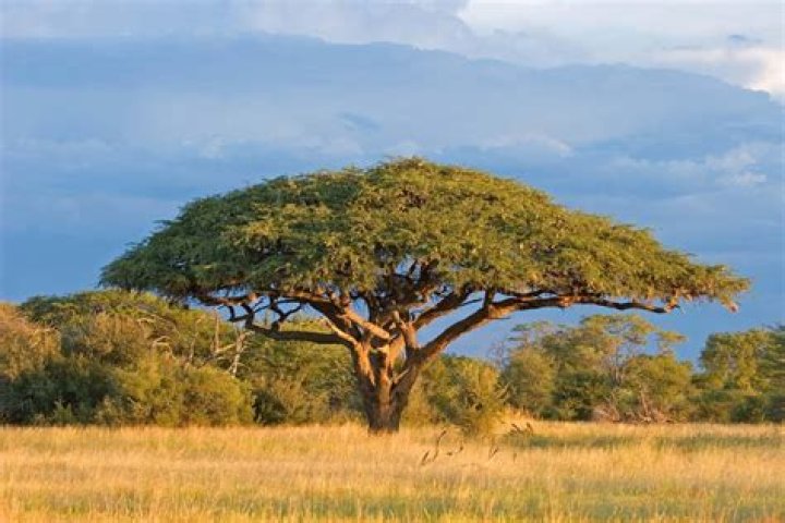 Will deer eat mimosa trees?